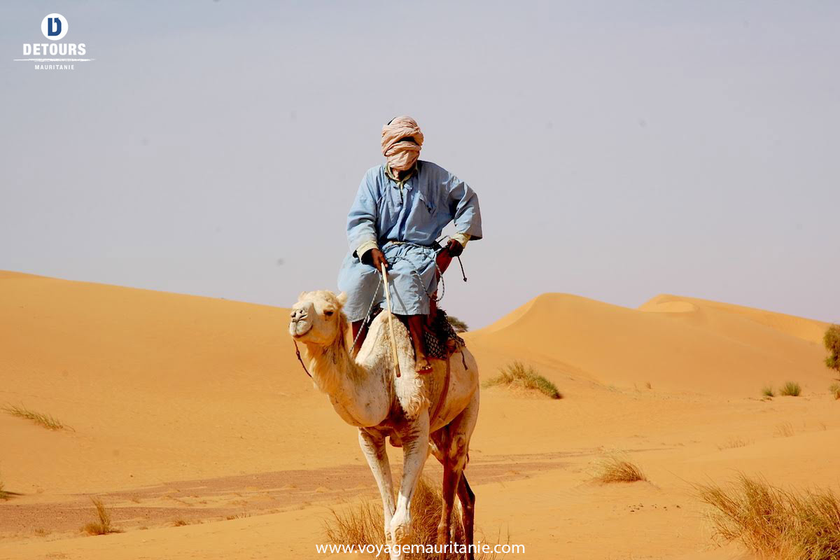 Le Dromadaire Un Animal Exceptionnel Qui Demande A Etre Connu Partie 2 Detours Mauritanie